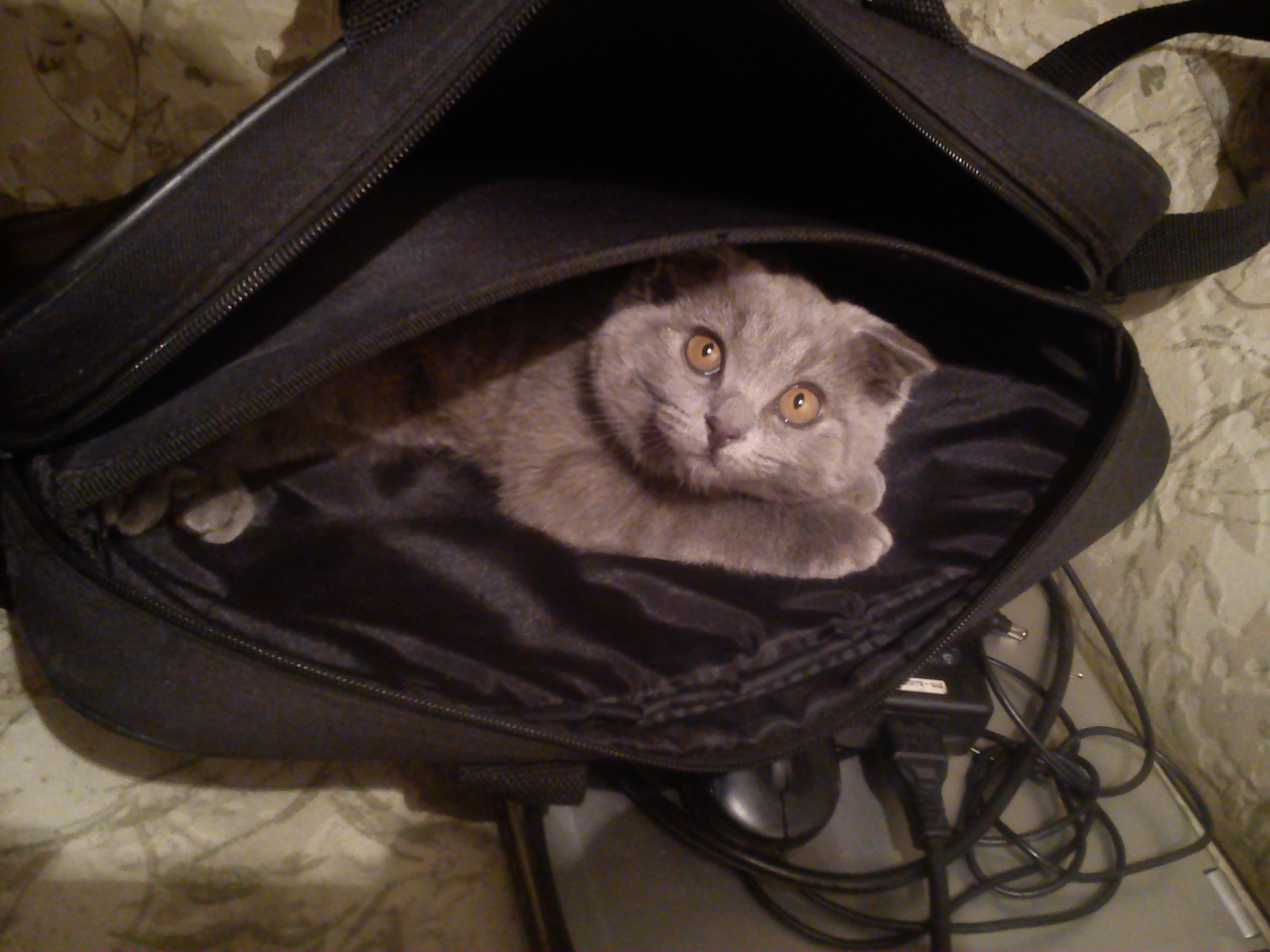 котенок в сумке