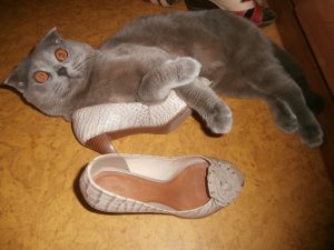 кот с обувью