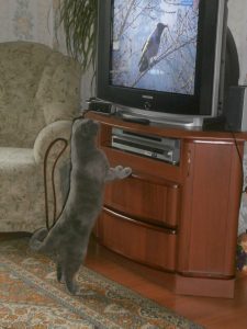 кот у телевизора