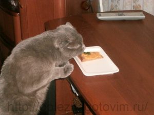 кот ест рыбный паштет