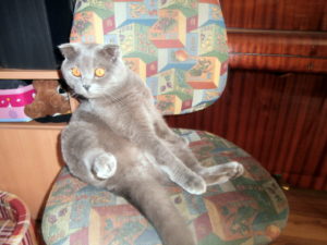 кот на стуле