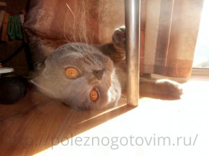 котик на солнышке