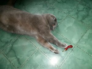 кот играет со стручком перца