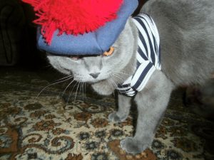 кот моряк