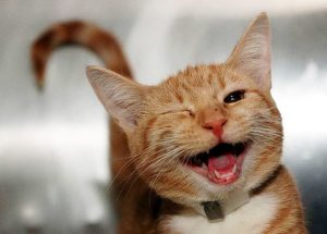 улыбающийся кот