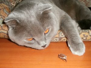 кот с майским жуком