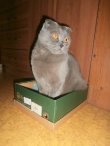 кот в обувной коробке